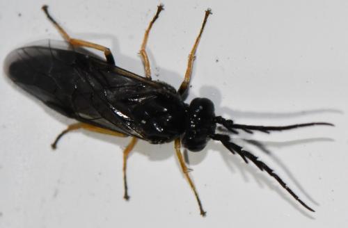 Cladius pectinicornis